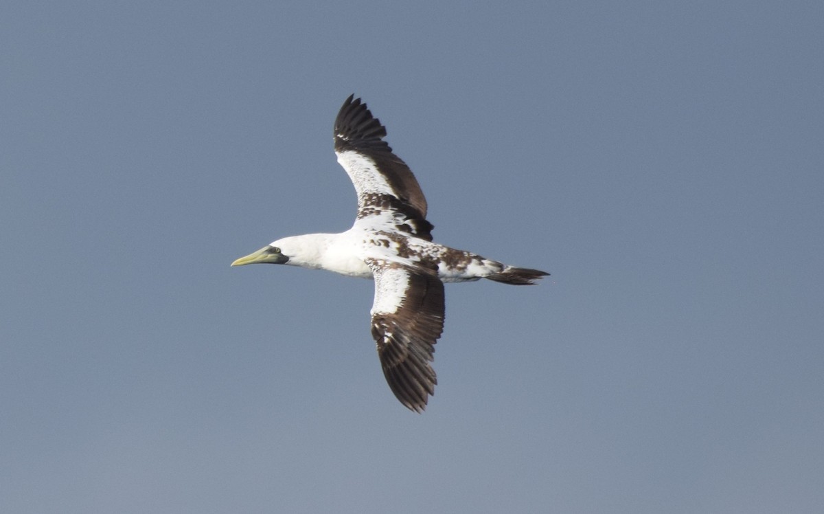 Masked Booby - ML642442115