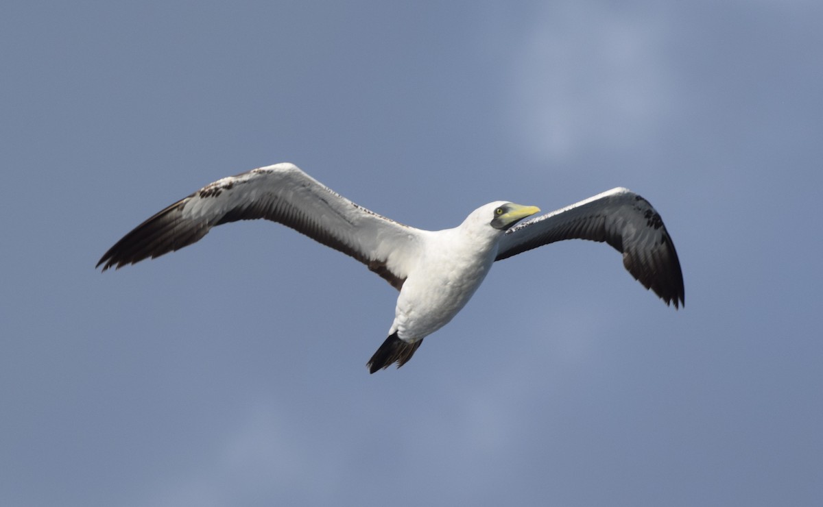 Masked Booby - ML642442116