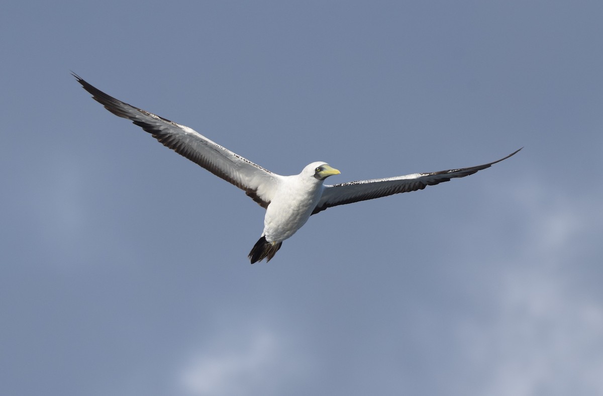 Masked Booby - ML642442117