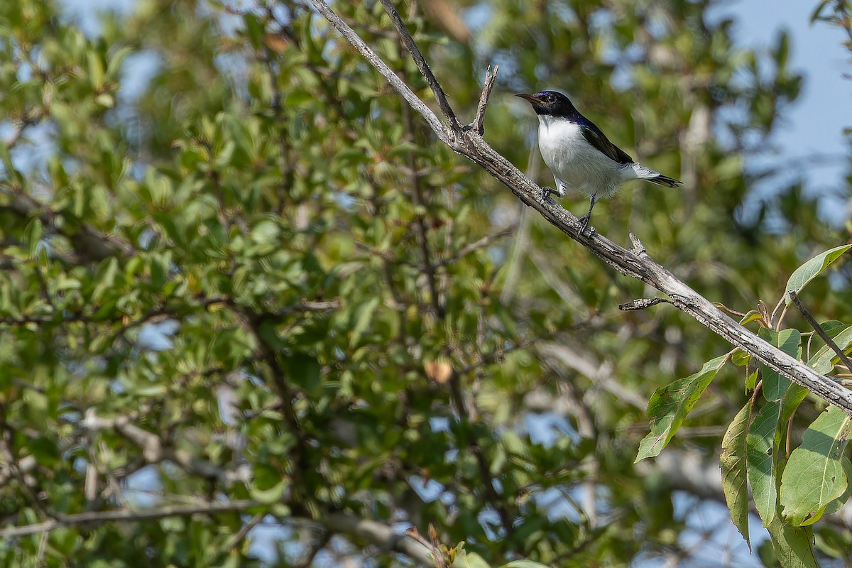 Souimanga du Kenya - ML642442127