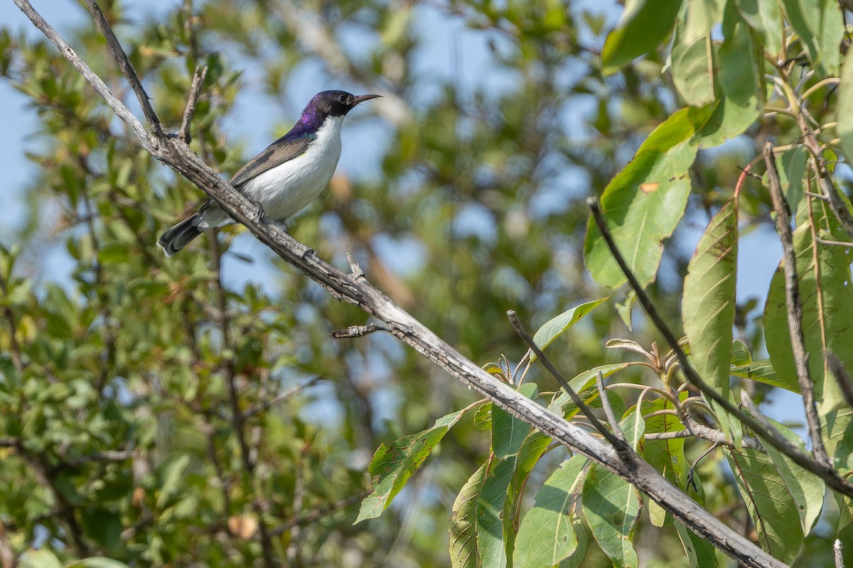 Souimanga du Kenya - ML642442129
