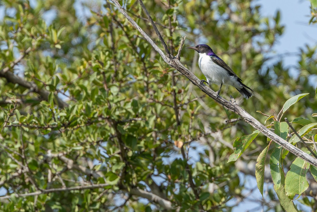 Souimanga du Kenya - ML642442141