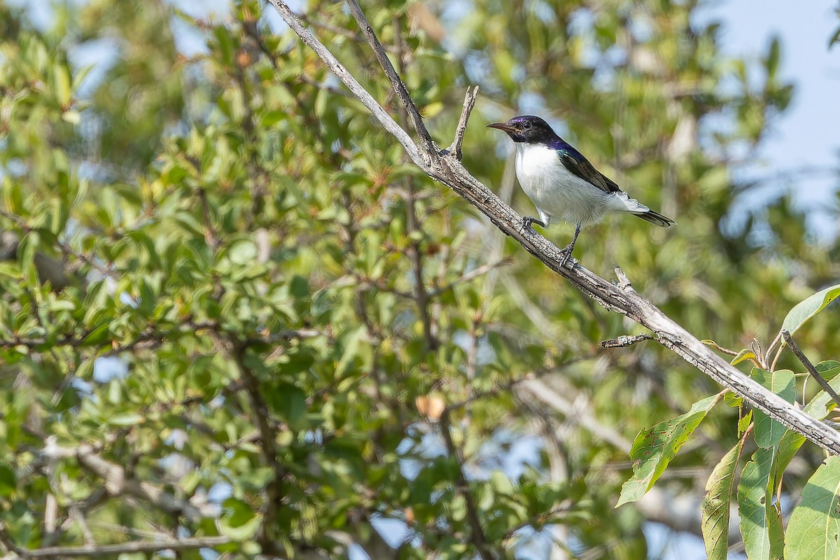 Souimanga du Kenya - ML642442144