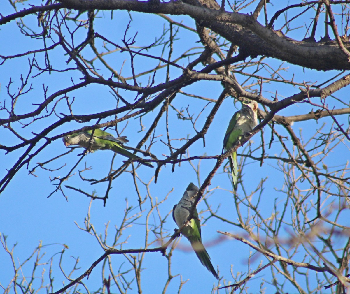 mníšek šedý - ML642442181