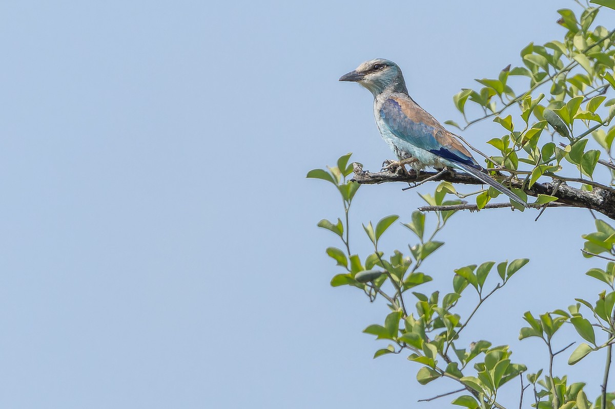 Abyssinian Roller - ML642442197