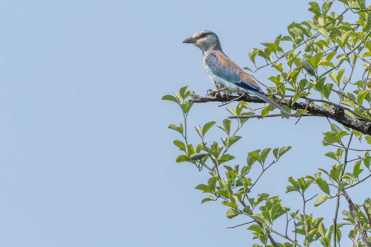 Abyssinian Roller - ML642442198