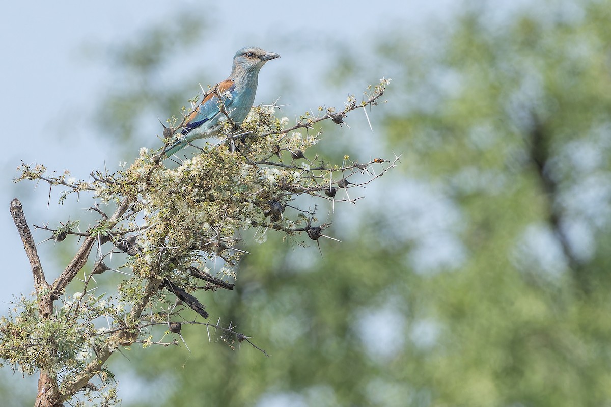 Abyssinian Roller - ML642442199