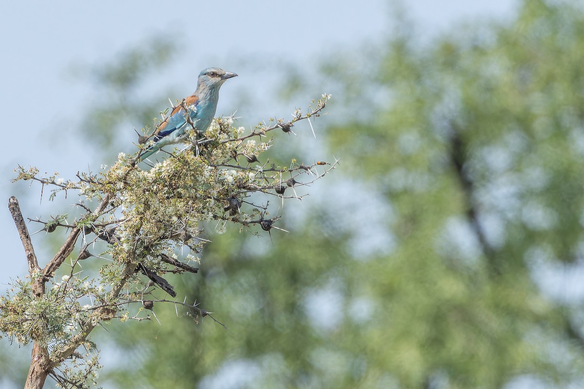 Abyssinian Roller - ML642442200