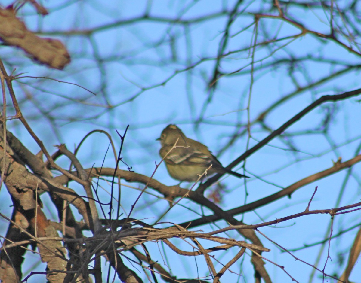 White-crested Elaenia - ML642442201