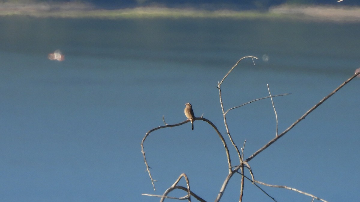 Streaky-headed Seedeater - ML642442225