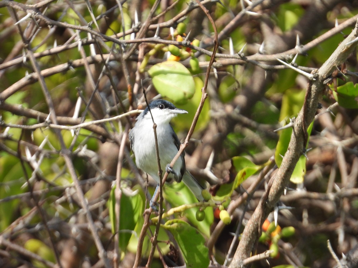 Gobemoucheron tropical - ML642442238