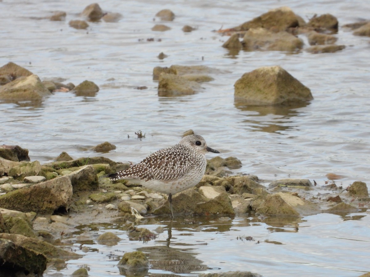 Black-bellied Plover - ML642442257