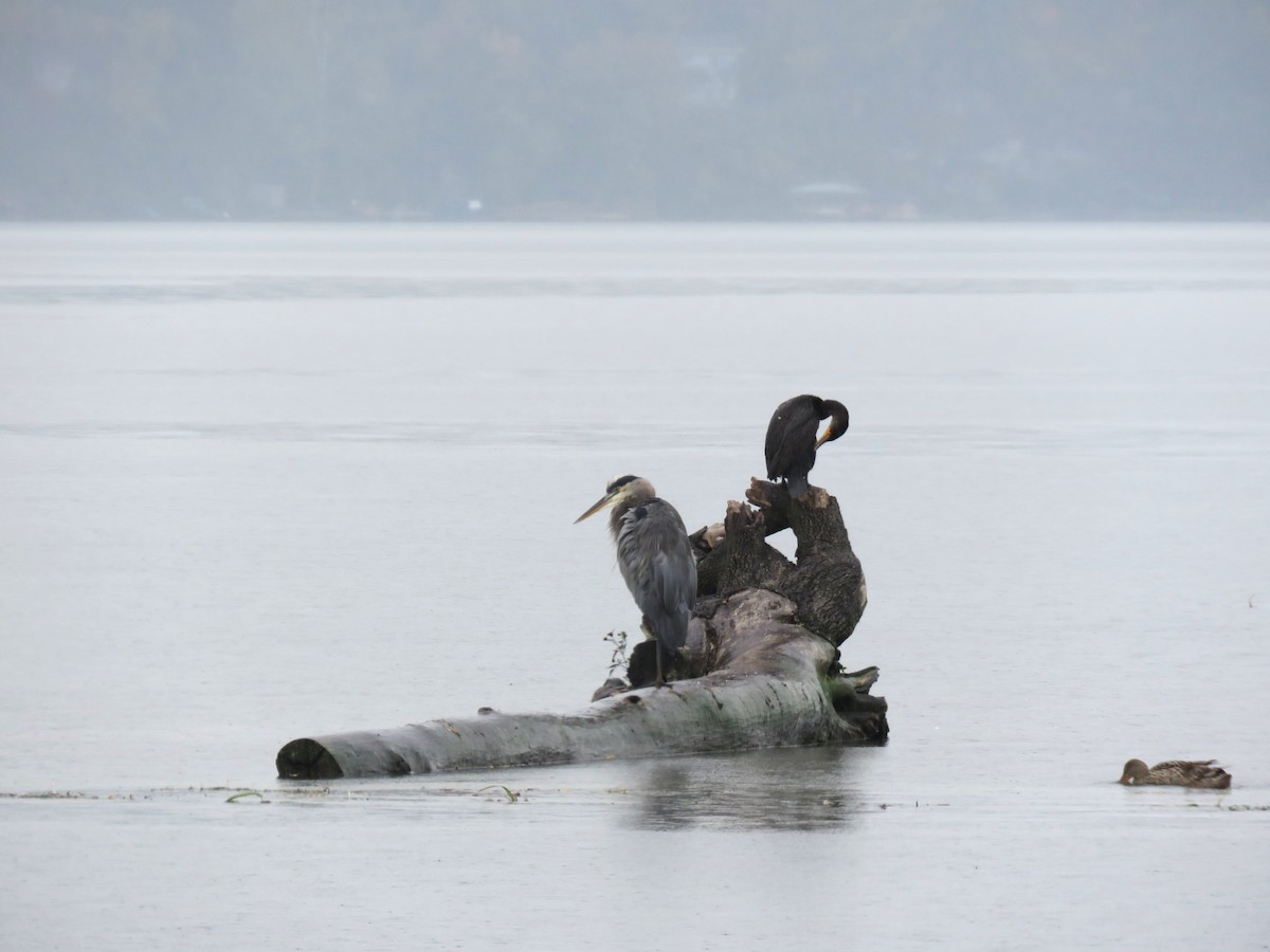 Great Blue Heron - ML642442287