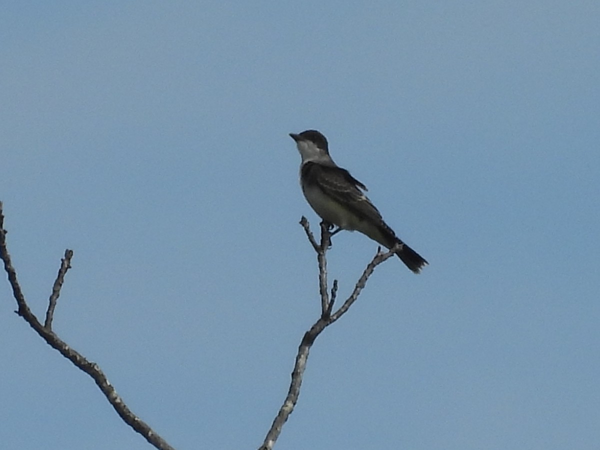 Eastern Kingbird - ML642442304