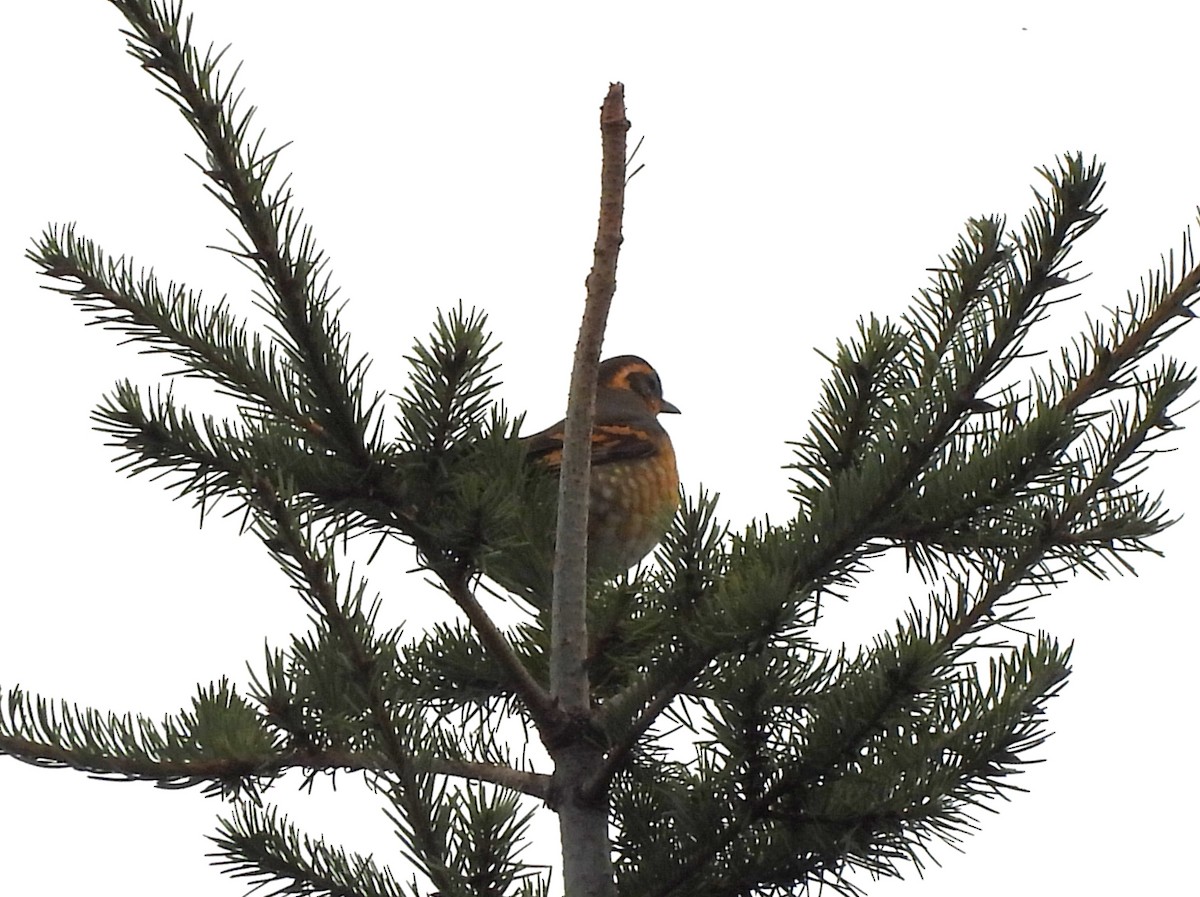 Varied Thrush - ML642442315