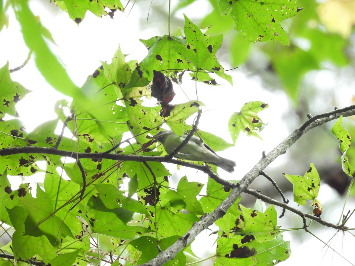 Golden-winged Warbler - ML642442317