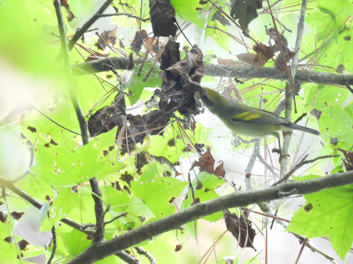 Golden-winged Warbler - ML642442318