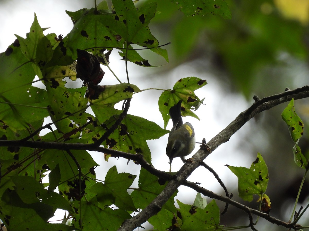 Golden-winged Warbler - ML642442319