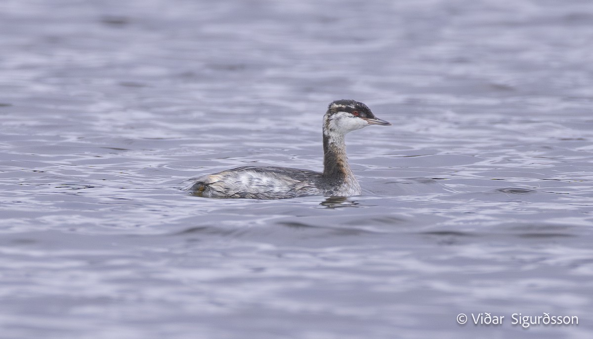 Horned Grebe - ML642442323
