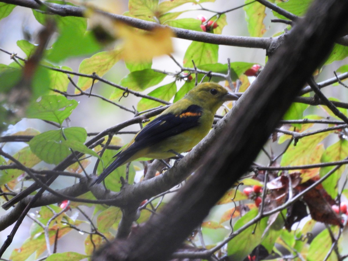 Scarlet Tanager - ML642442353