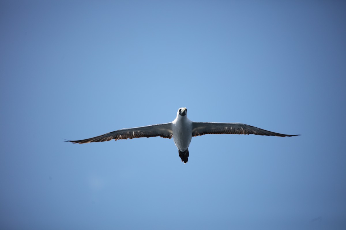 Masked Booby - ML642442382