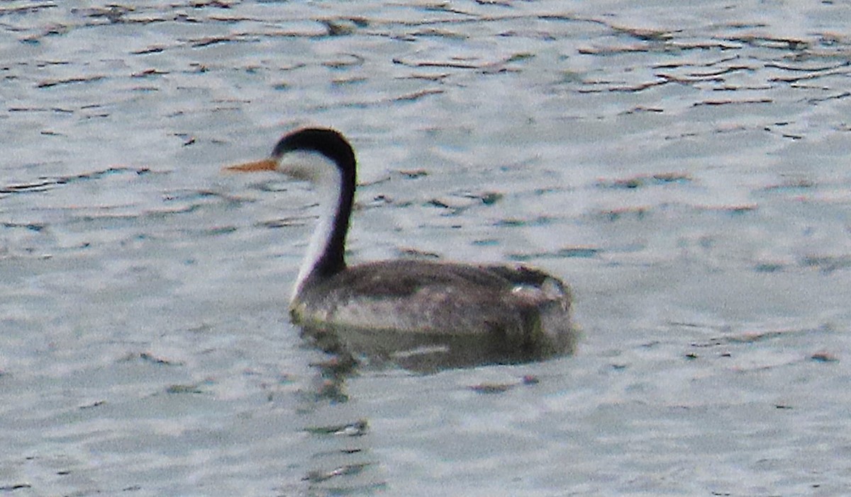 Clark's Grebe - ML642442385