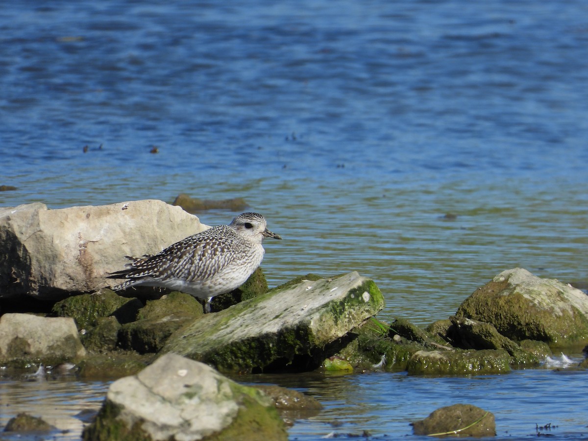 Black-bellied Plover - ML642442416