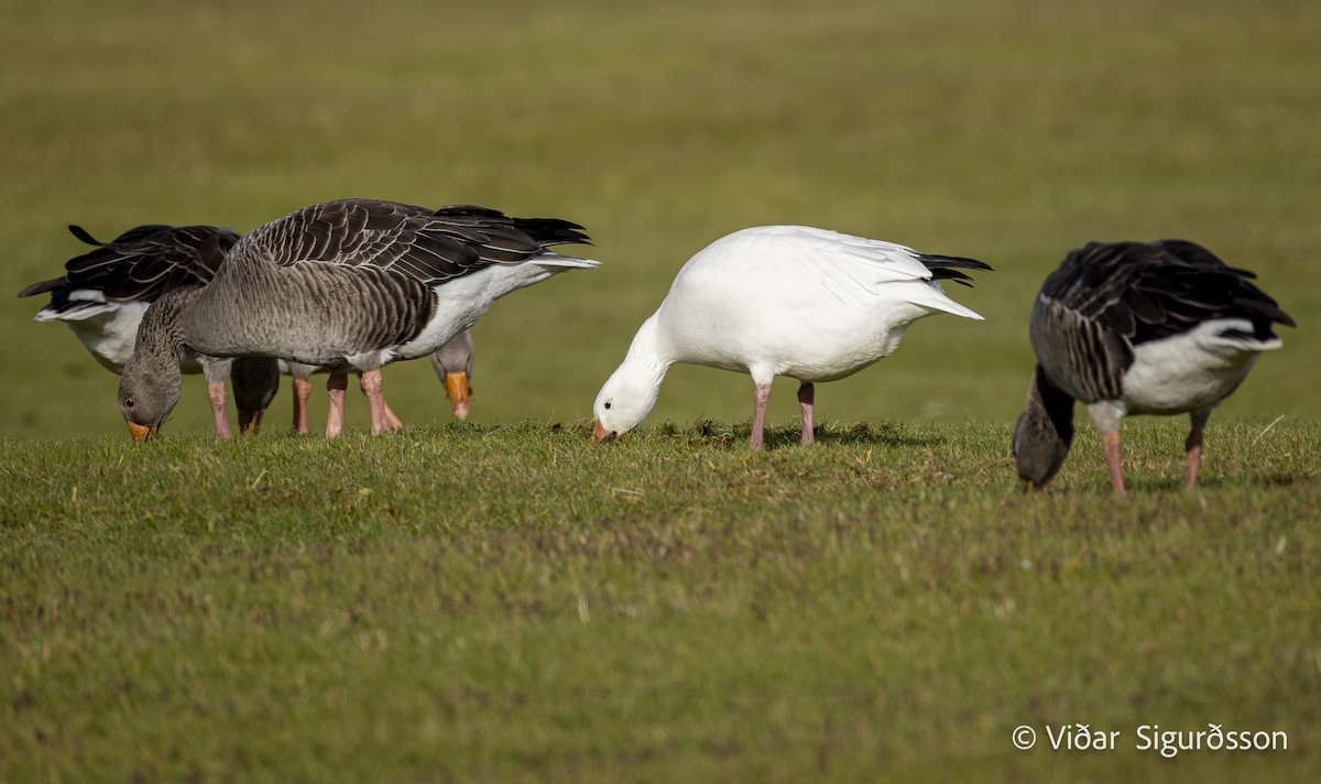 Snow Goose - ML642442423