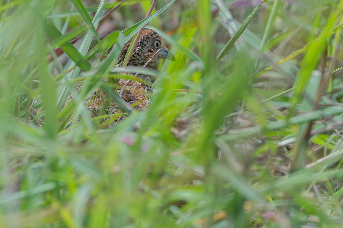 Small Buttonquail - ML642442424