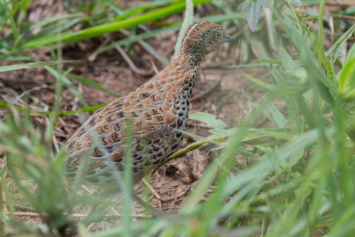 Small Buttonquail - ML642442425