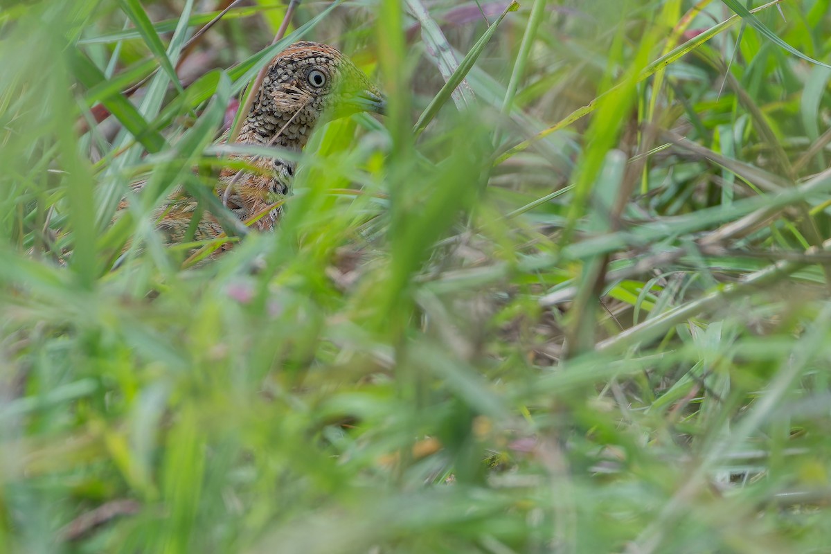 Small Buttonquail - ML642442428