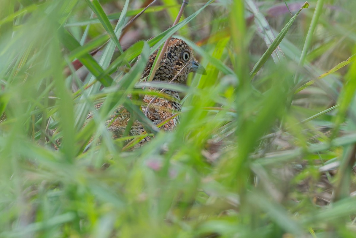 Small Buttonquail - ML642442429