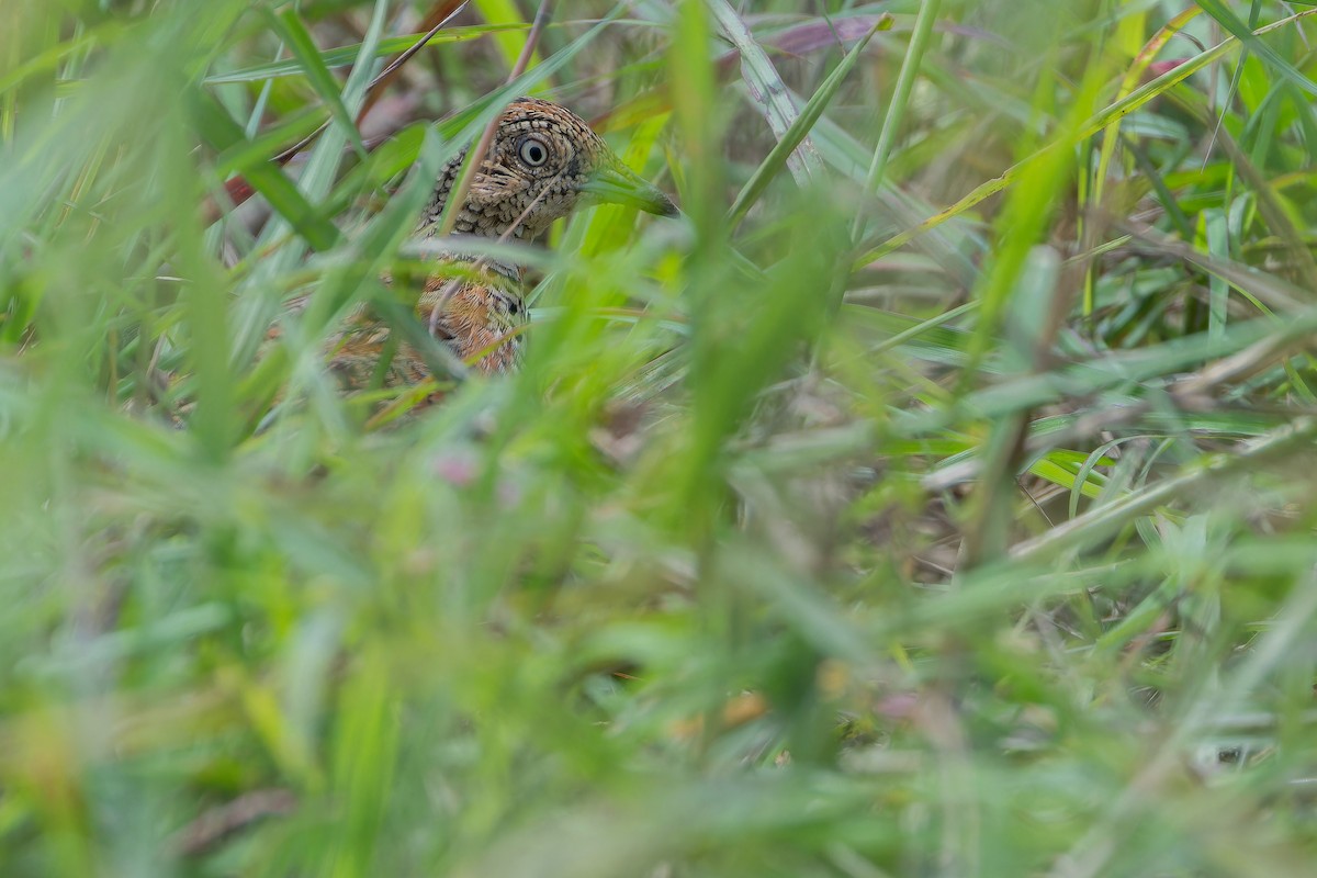 Small Buttonquail - ML642442431
