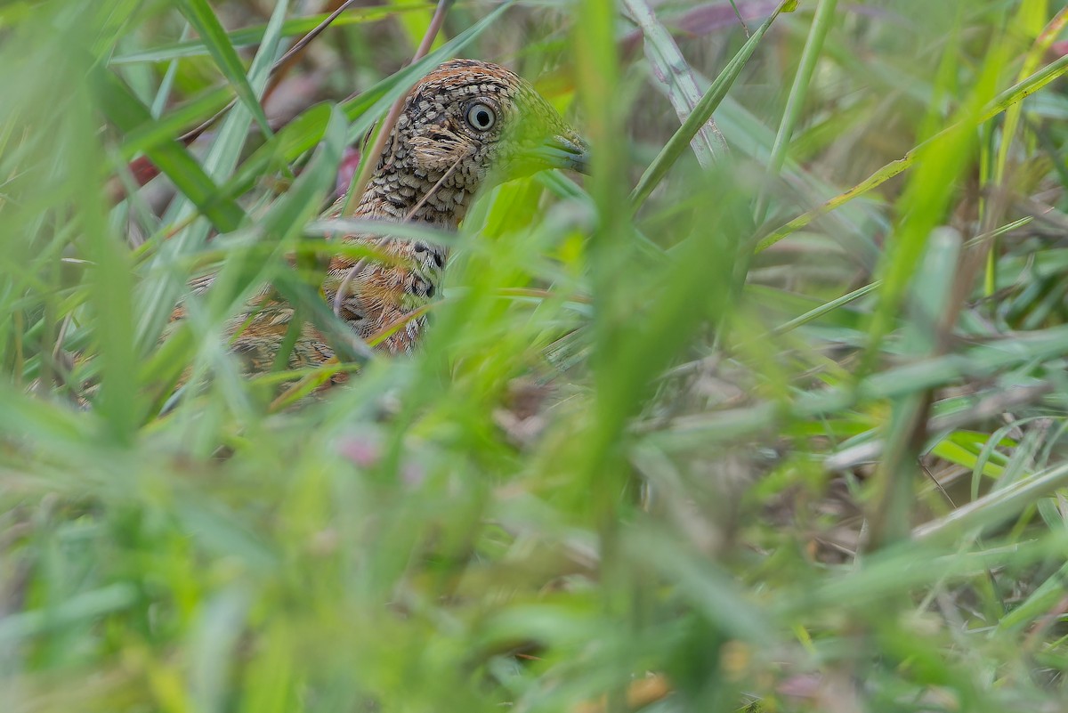 Small Buttonquail - ML642442432