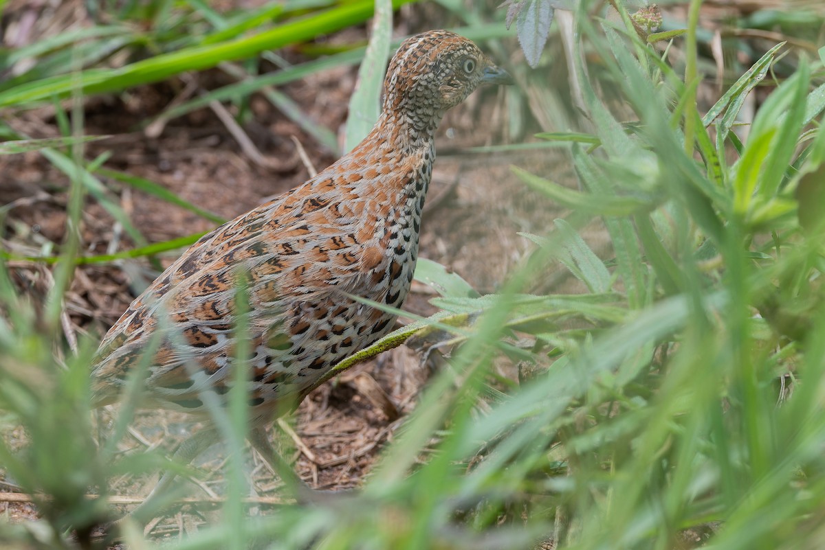 Small Buttonquail - ML642442437