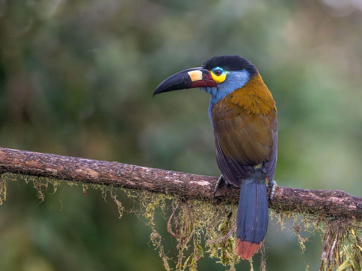 Plate-billed Mountain-Toucan - ML642442452