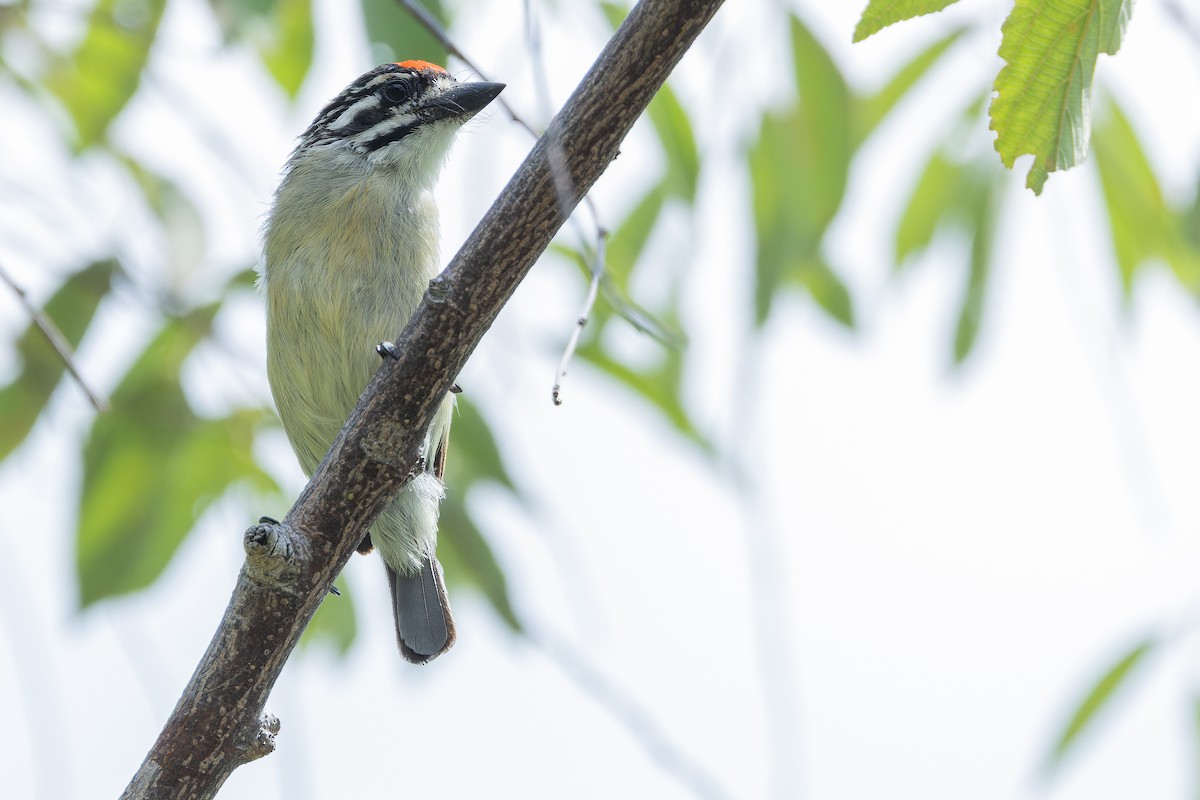 Northern Red-fronted Tinkerbird - ML642442466
