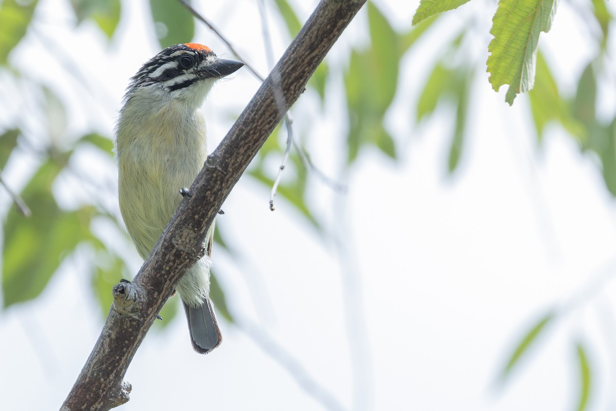Northern Red-fronted Tinkerbird - ML642442467