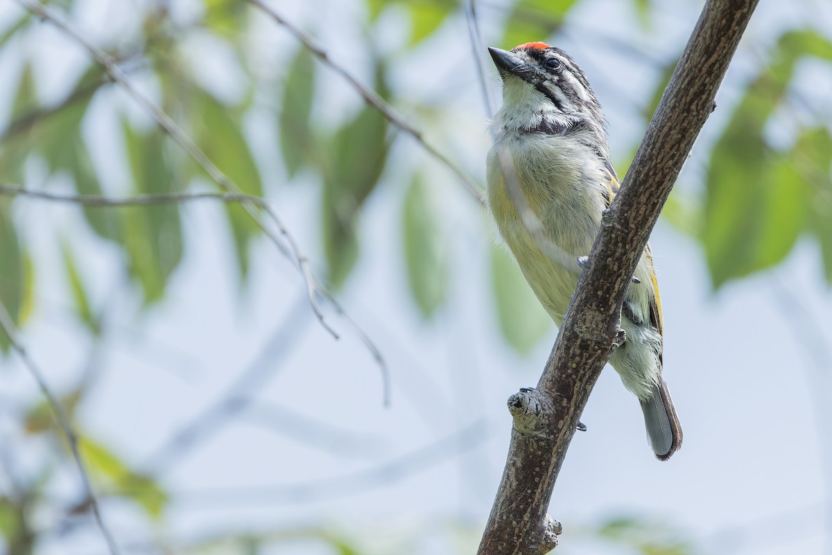 Northern Red-fronted Tinkerbird - ML642442471