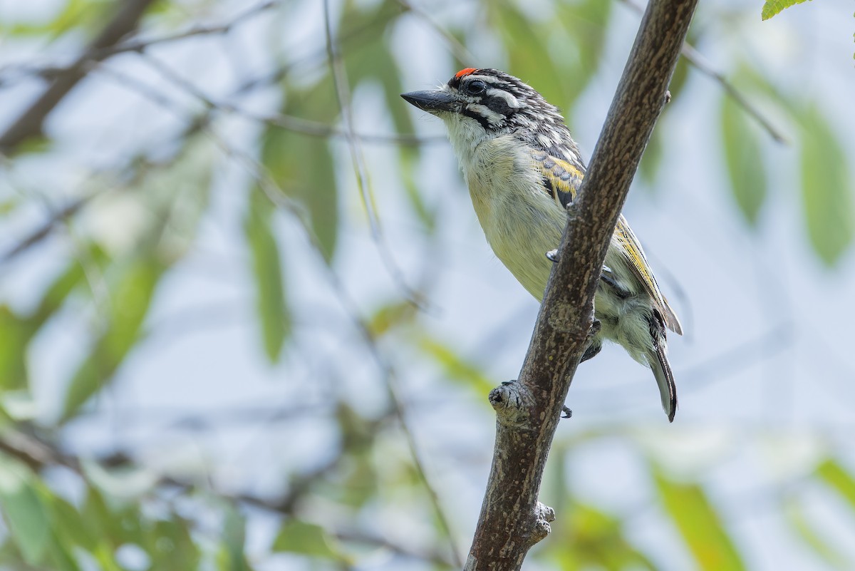 Northern Red-fronted Tinkerbird - ML642442472