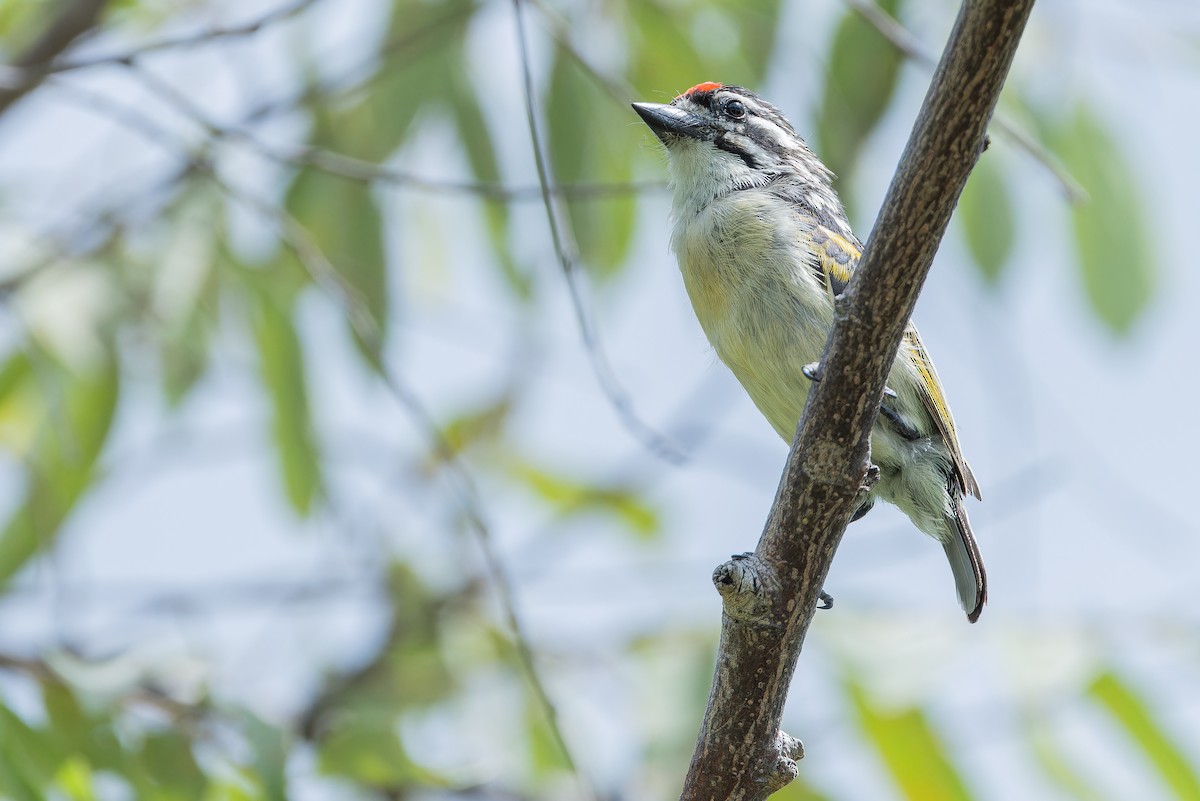 Northern Red-fronted Tinkerbird - ML642442473