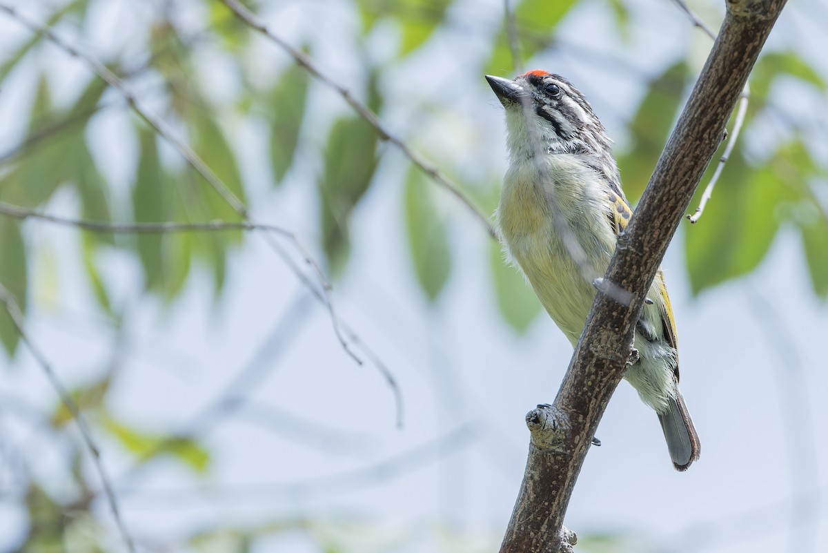 Northern Red-fronted Tinkerbird - ML642442474