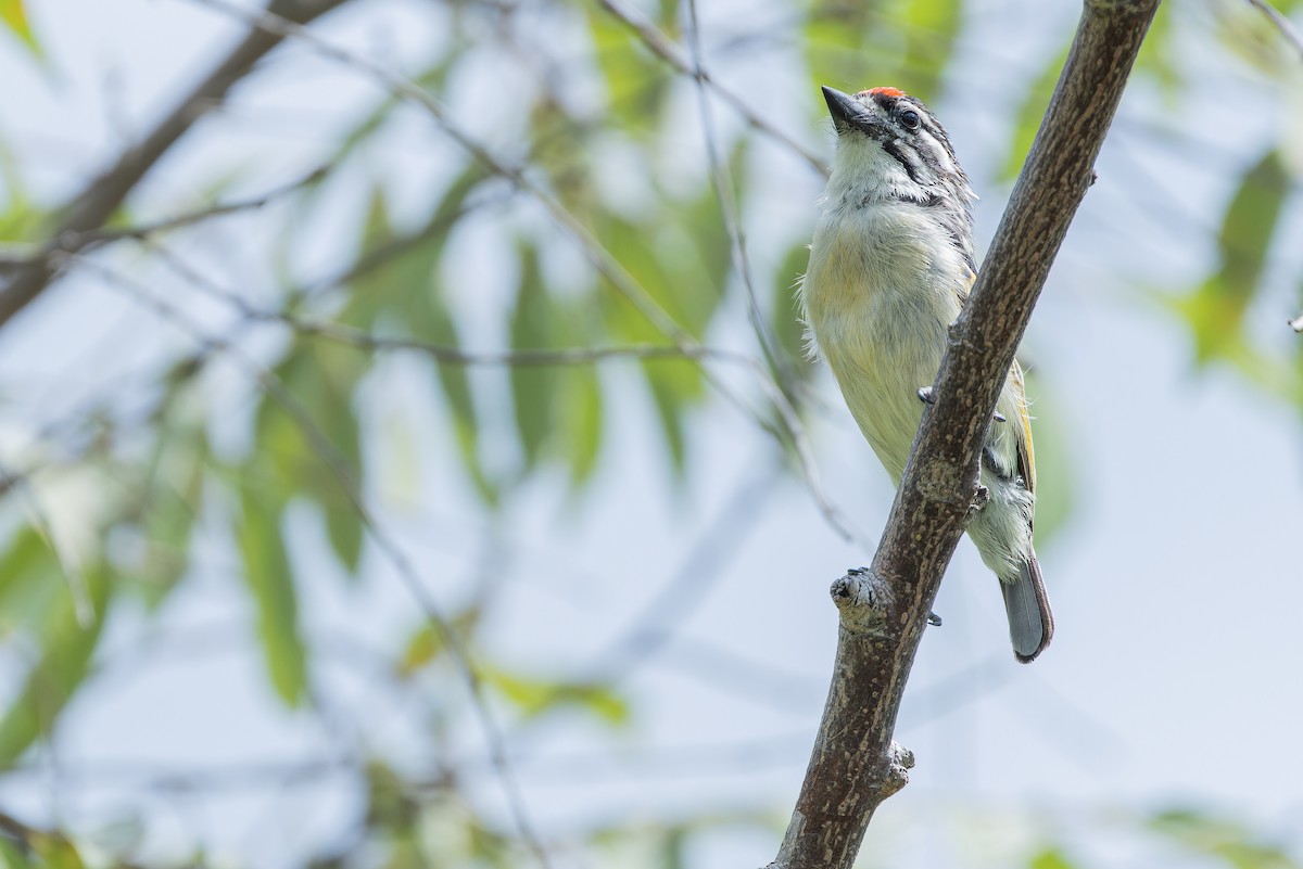 Northern Red-fronted Tinkerbird - ML642442475