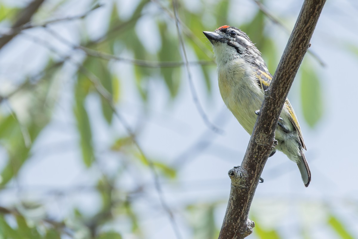 Northern Red-fronted Tinkerbird - ML642442476