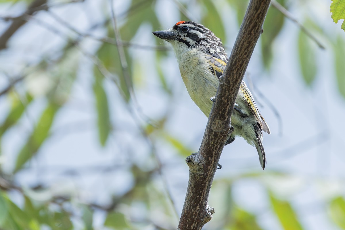 Northern Red-fronted Tinkerbird - ML642442477