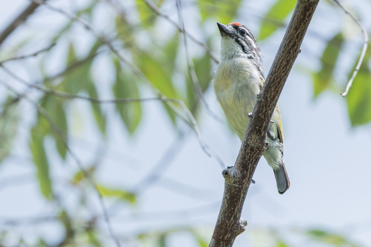 Northern Red-fronted Tinkerbird - ML642442478