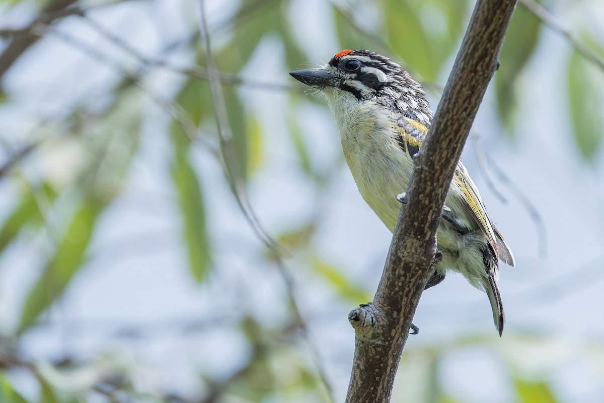 Northern Red-fronted Tinkerbird - ML642442479