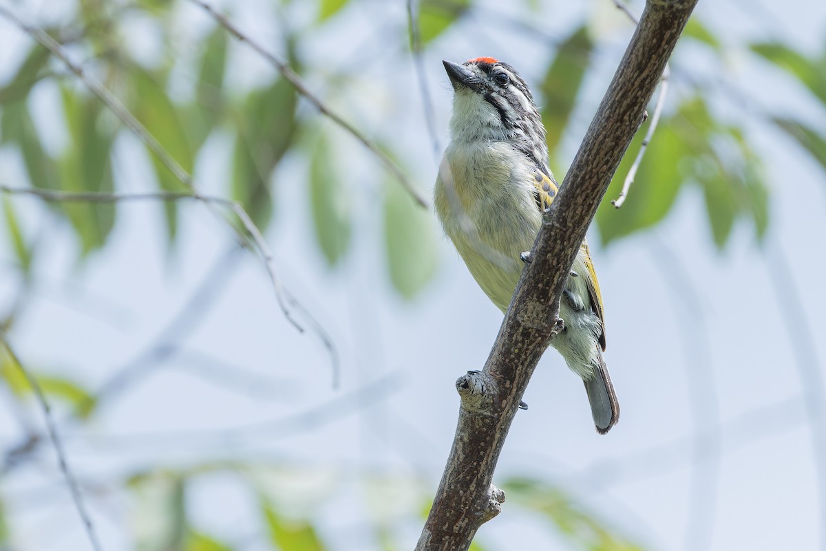 Northern Red-fronted Tinkerbird - ML642442480