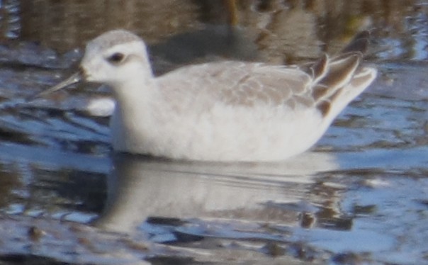 Wilson's Phalarope - ML642442484