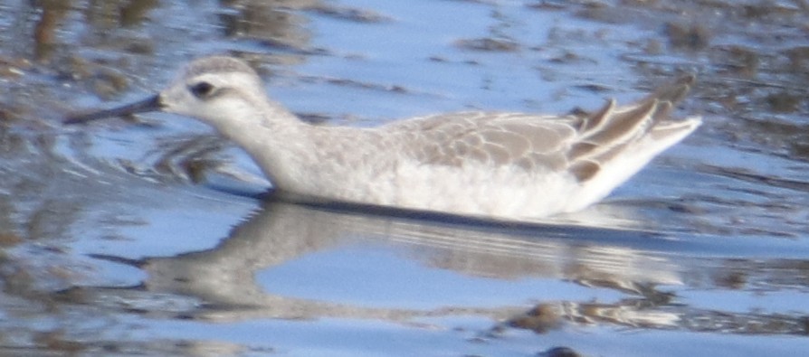 Wilson's Phalarope - ML642442486
